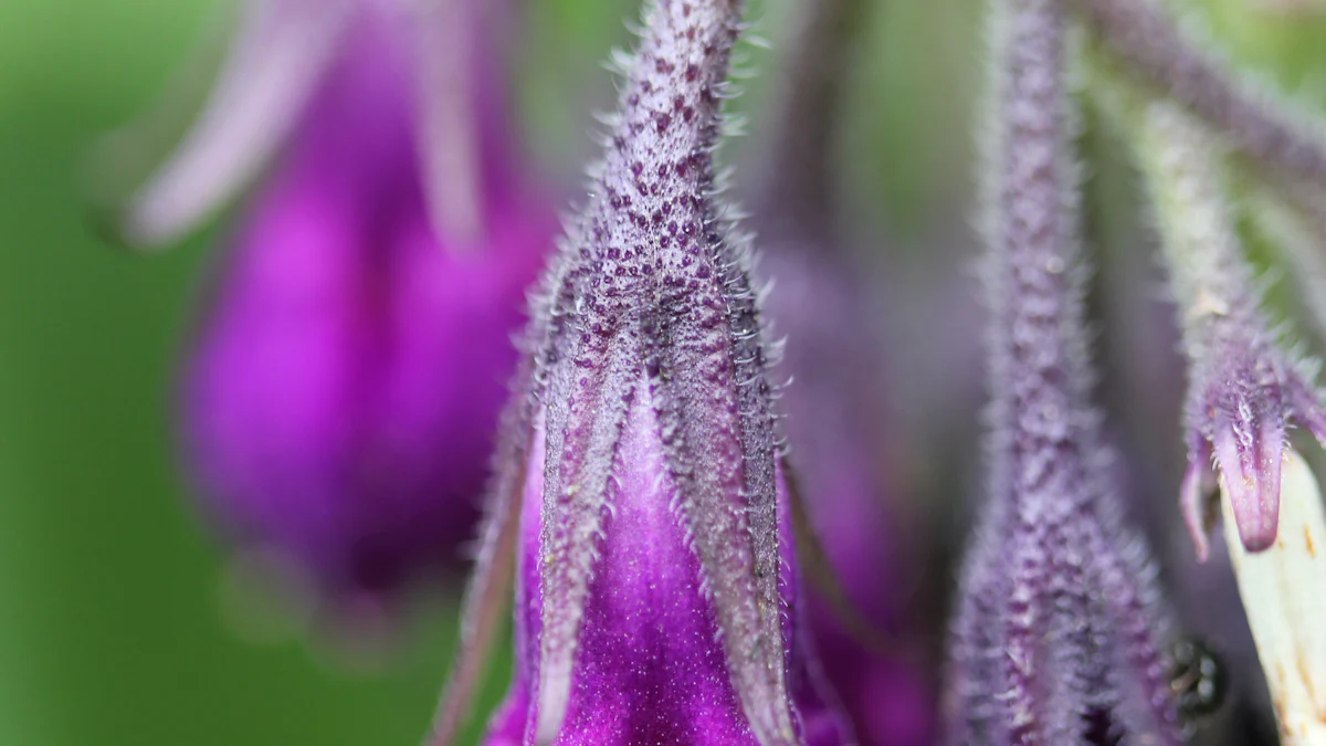 Growing Comfrey Seeds: A Guide to Germination and Growth