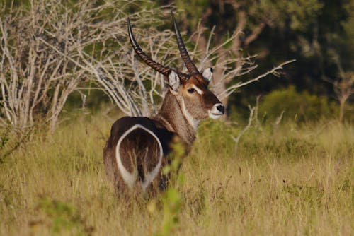 Fotobanka s bezplatnými fotkami na tému antilopa, divočina, hracie pole