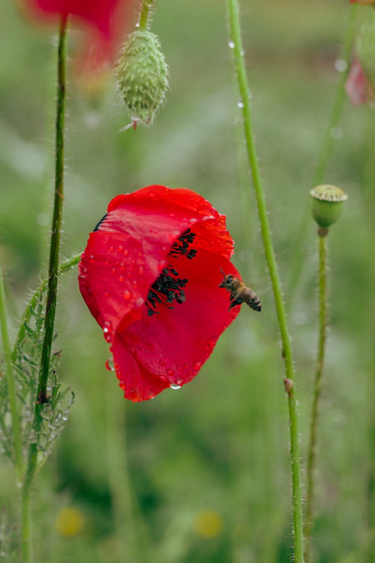 Bee And Poppy Flower