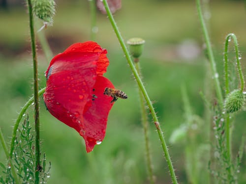 Bee Flying over Red Poppy in Rain