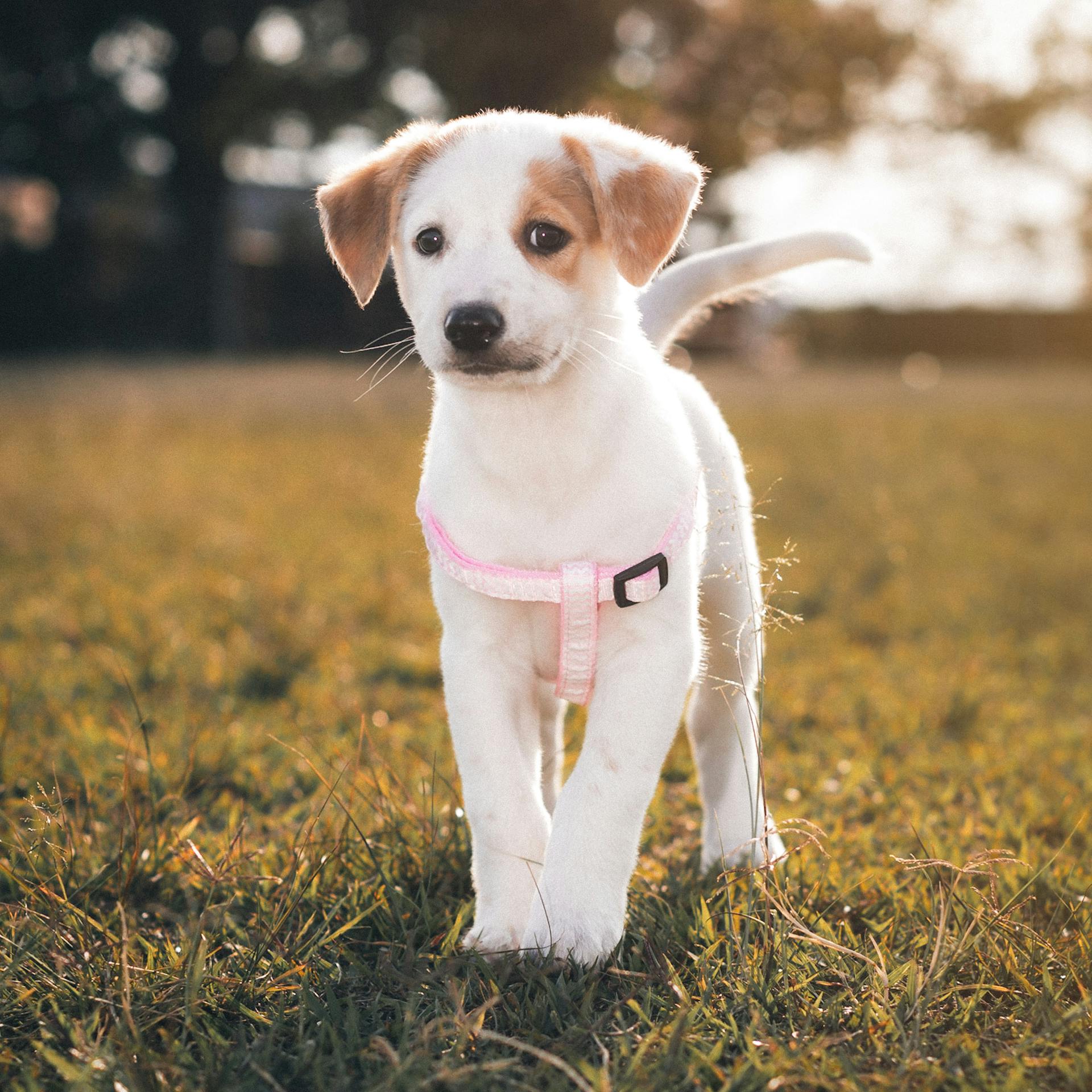 Een puppy in een park