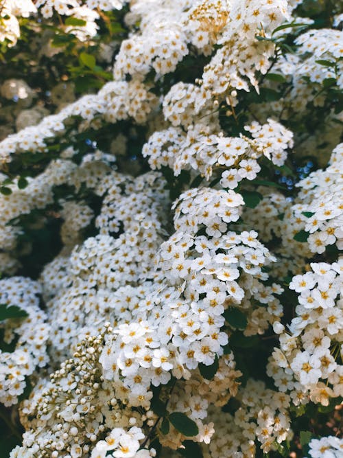 Darmowe zdjęcie z galerii z biały, hortensja, kwiaty