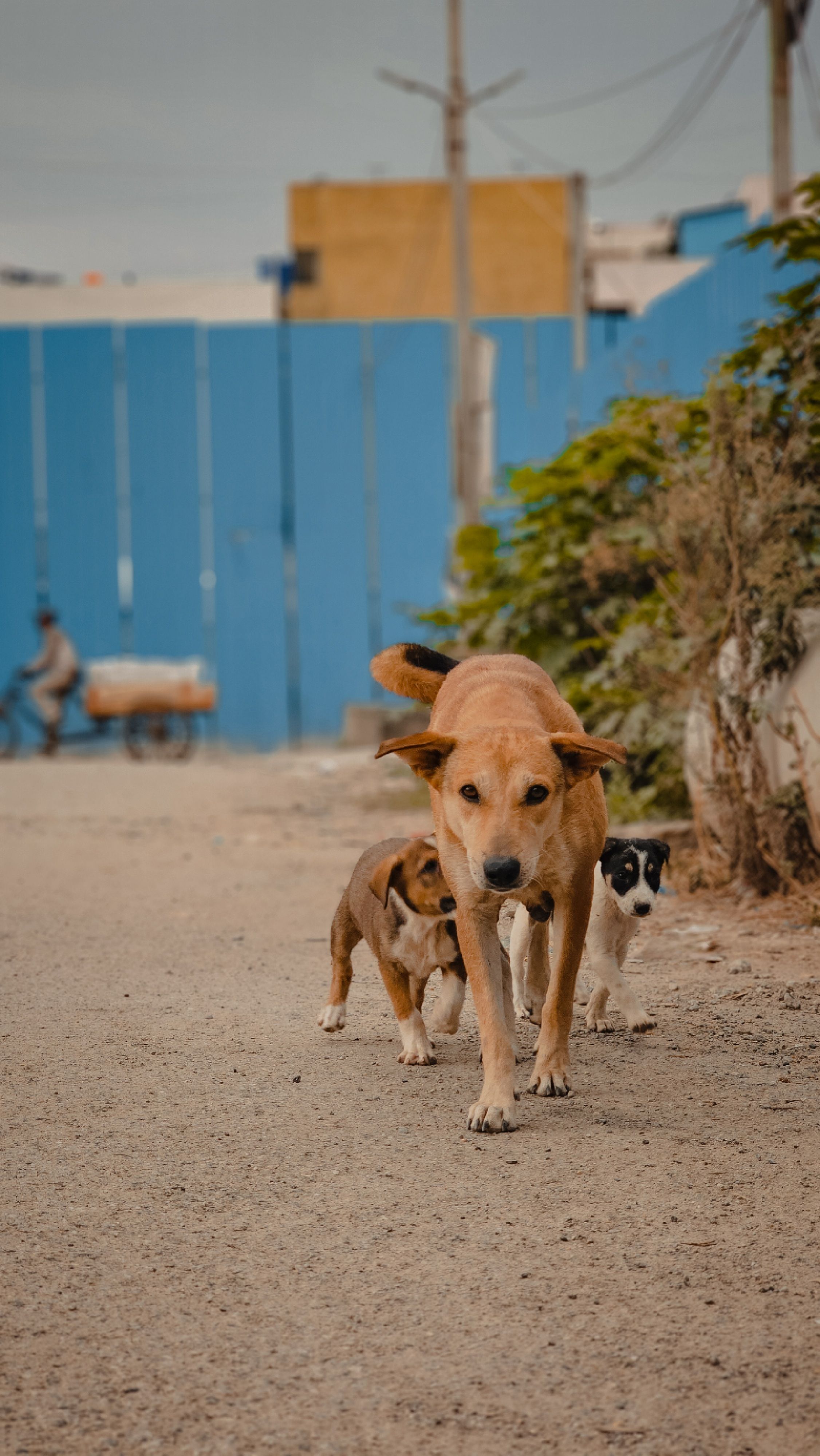 Domestic Dog Pack