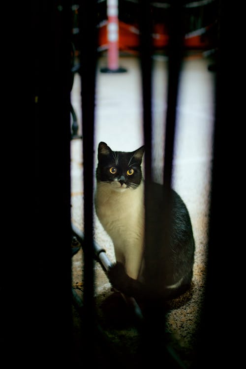 gece şehir, hindi, kedi gözleri içeren Ücretsiz stok fotoğraf