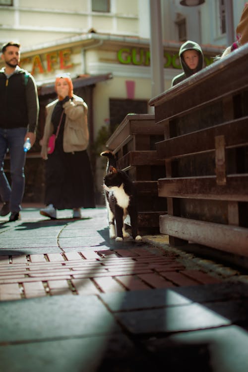 Photos gratuites de amoureux des chats, dinde, istanbul türkiye