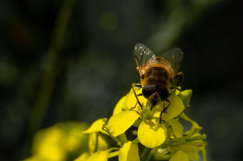 Free Macro shot of a bee collecting nectar from a vivid yellow flower against a blurred dark background. Stock Photo