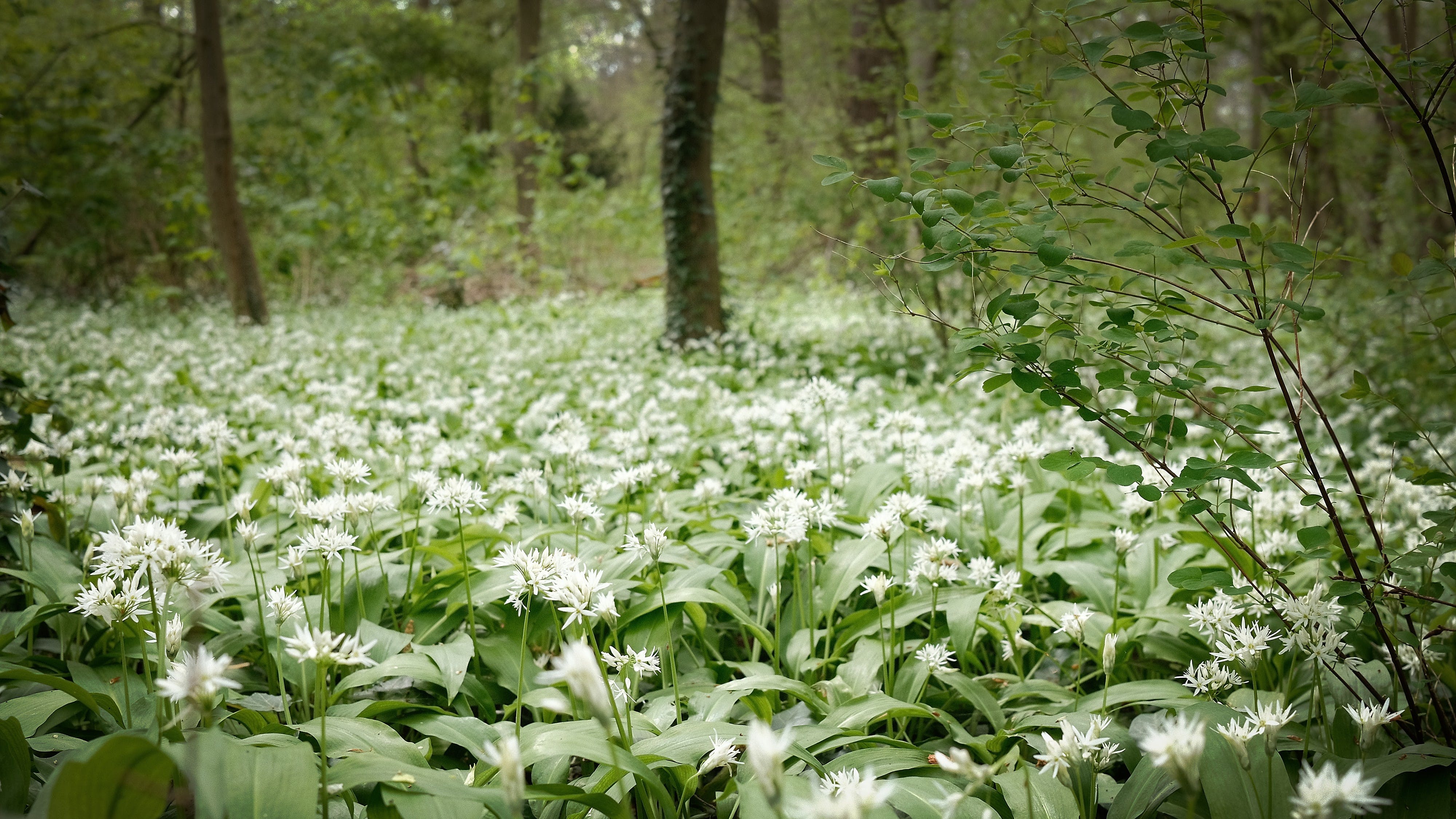 white flowers in forest