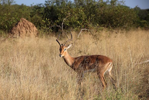 Kostenloses Stock Foto zu antilope, außerorts, geweih