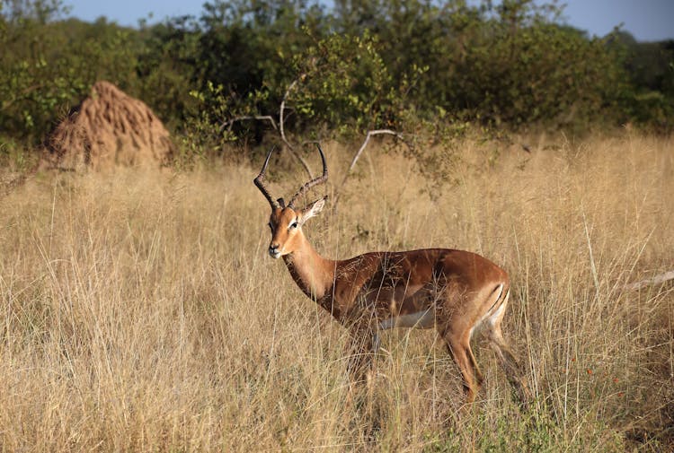 Impala Antelope In Nature