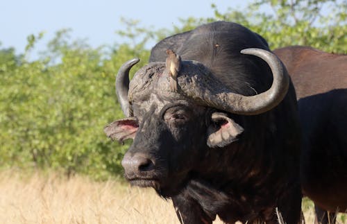 Close-up of an African Buffalo 