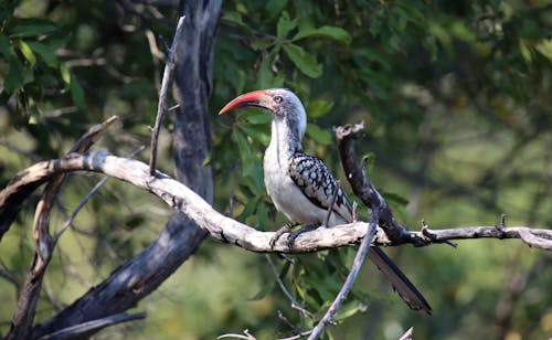 Close-up of a Bird Perching on a Branch 