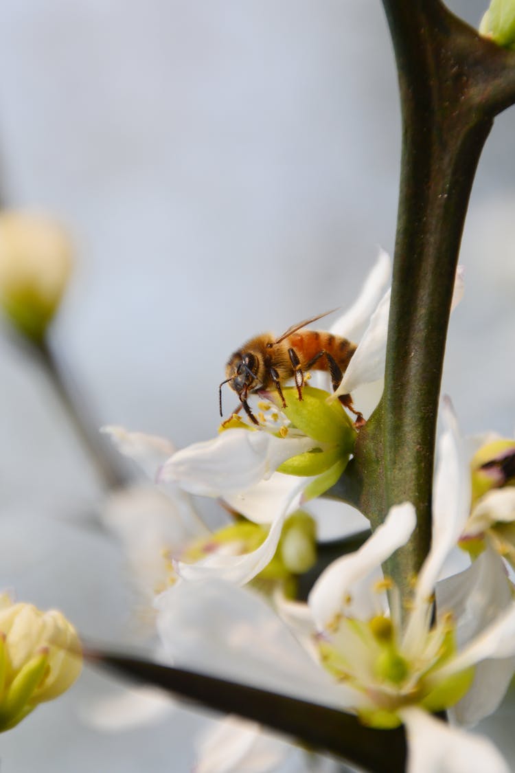 Bee On White Flower