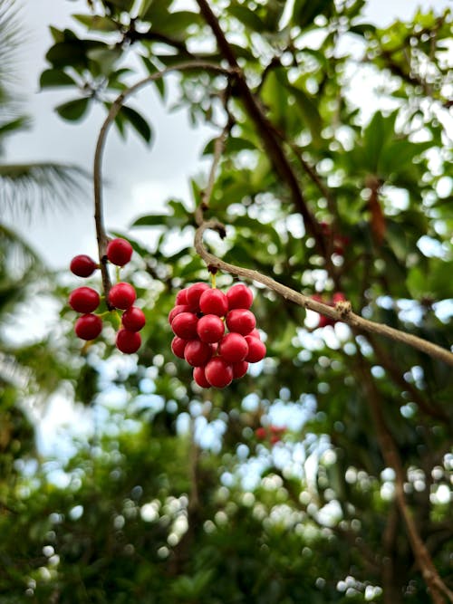 Close-up of Berries on the Magnolia Berry Tree