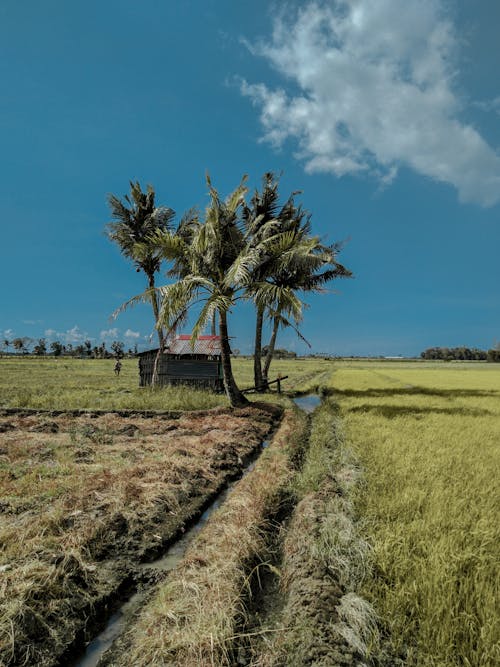 Foto profissional grátis de agricultura, área, iluminado pelo sol