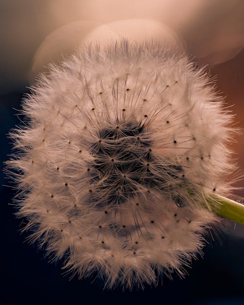 Close-up of a Dandelion 