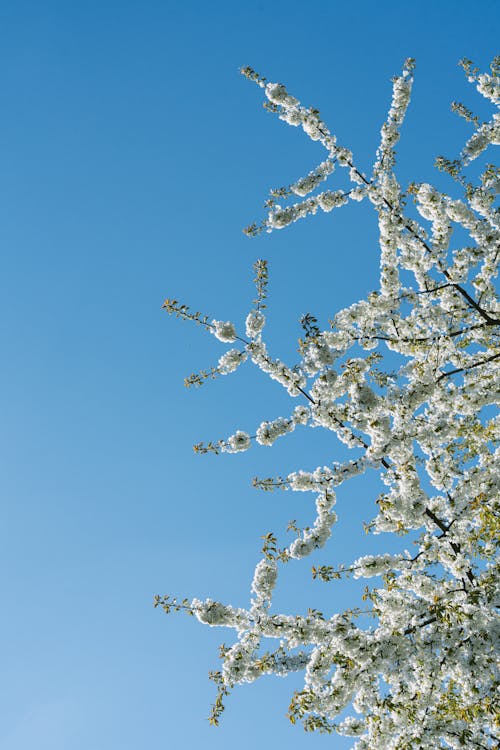 가지, 로우앵글 샷, 맑은 하늘의 무료 스톡 사진