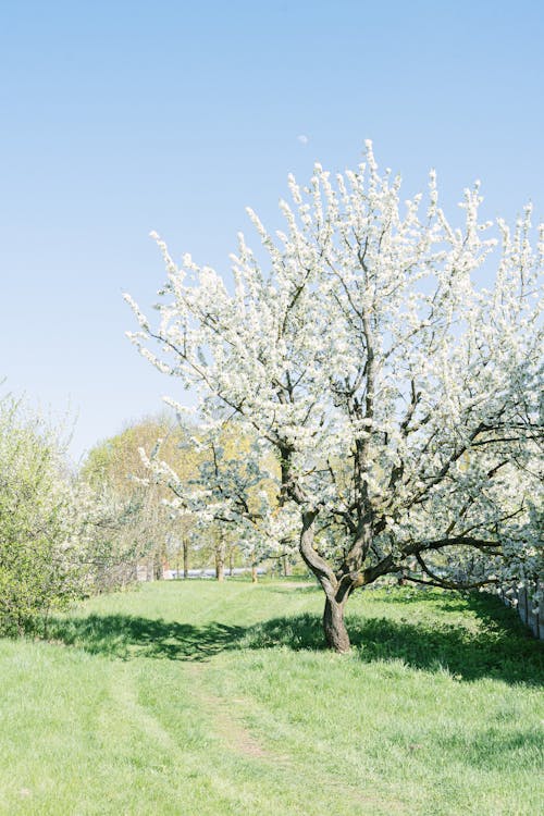 Cherry Tree in Blossom in Spring Time 