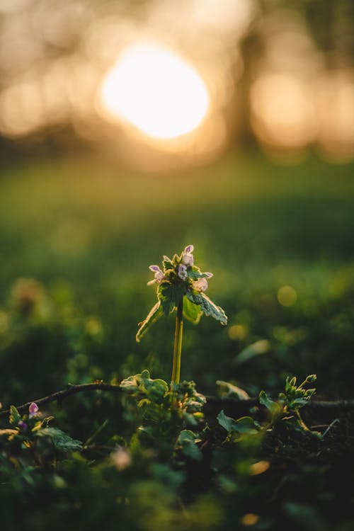 Gratis stockfoto met aarde, bloem, fabriek