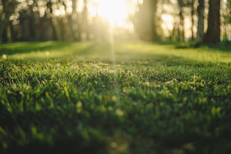 Close-up Of Lawn And Sun Rising Among Trees In A Park 