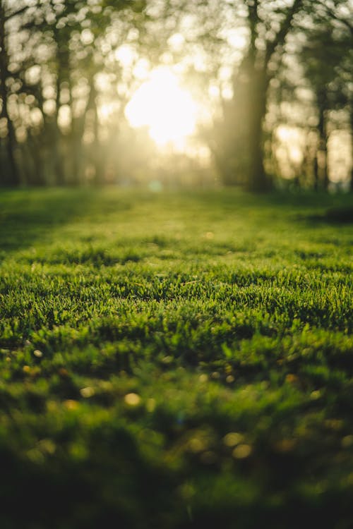 Green Grass in Forest at Dawn