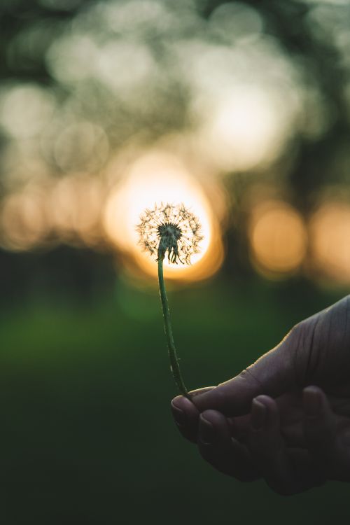 Free Close-up of a dandelion held in hand against a warm sunset background. Stock Photo