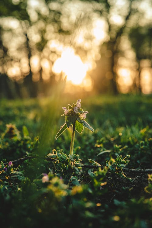 Gratis stockfoto met aarde, bloem, fabriek