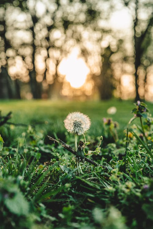 Dandelion in Grass at Sunset