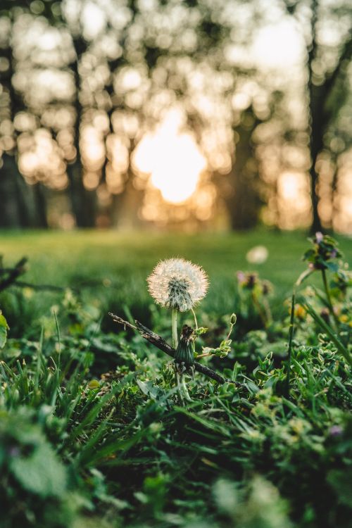 Free An artistic view of a dandelion with morning dew, captured in nature at sunrise, emphasizing tranquility. Stock Photo