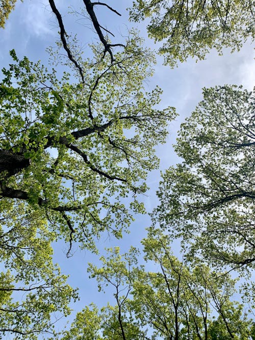 Green Trees in Nature