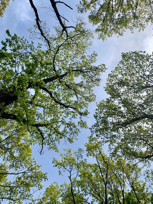 Free Lush green tree branches create a serene canopy against a clear blue sky, showcasing nature's beauty. Stock Photo