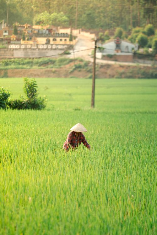 Free A farmer wearing a conical hat tends to a lush rice field in the countryside. Stock Photo