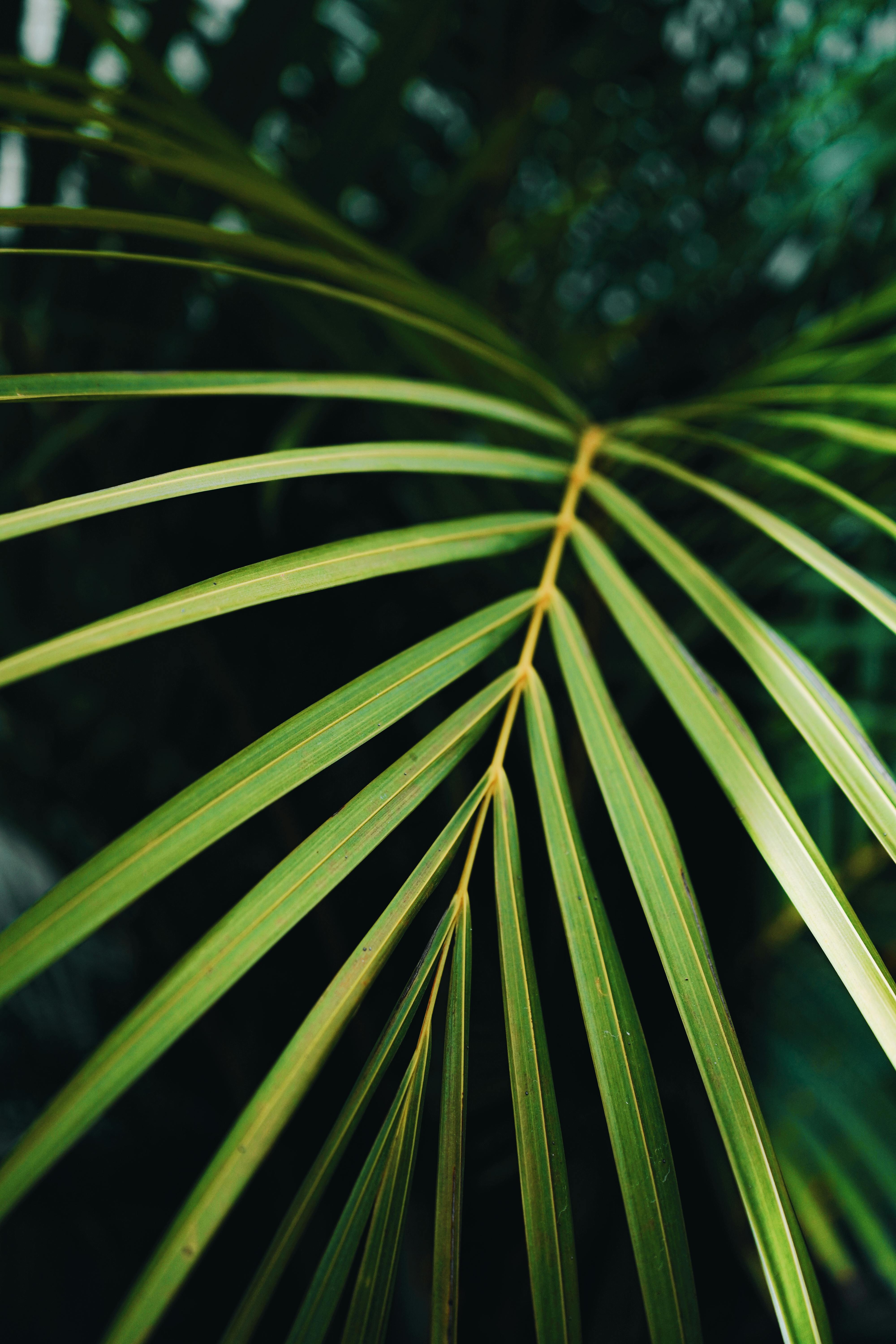 Detailed close-up of a vibrant tropical palm leaf showcasing lush greens and natural textures.