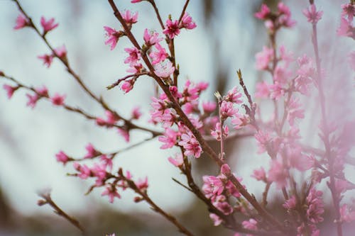 A close up of pink flowers on a branch