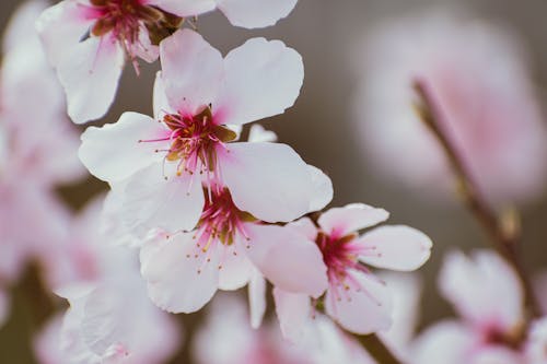 A close up of a pink flower on a tree