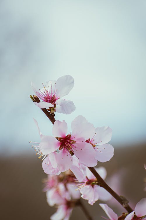 A close up of a pink flower on a branch