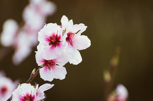 A close up of a pink flower on a branch