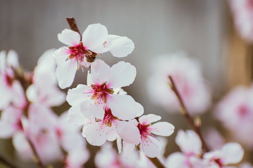 A close up of a pink flower on a branch