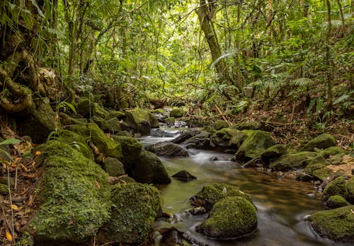 Foto profissional grátis de água corrente, árvores, cenário