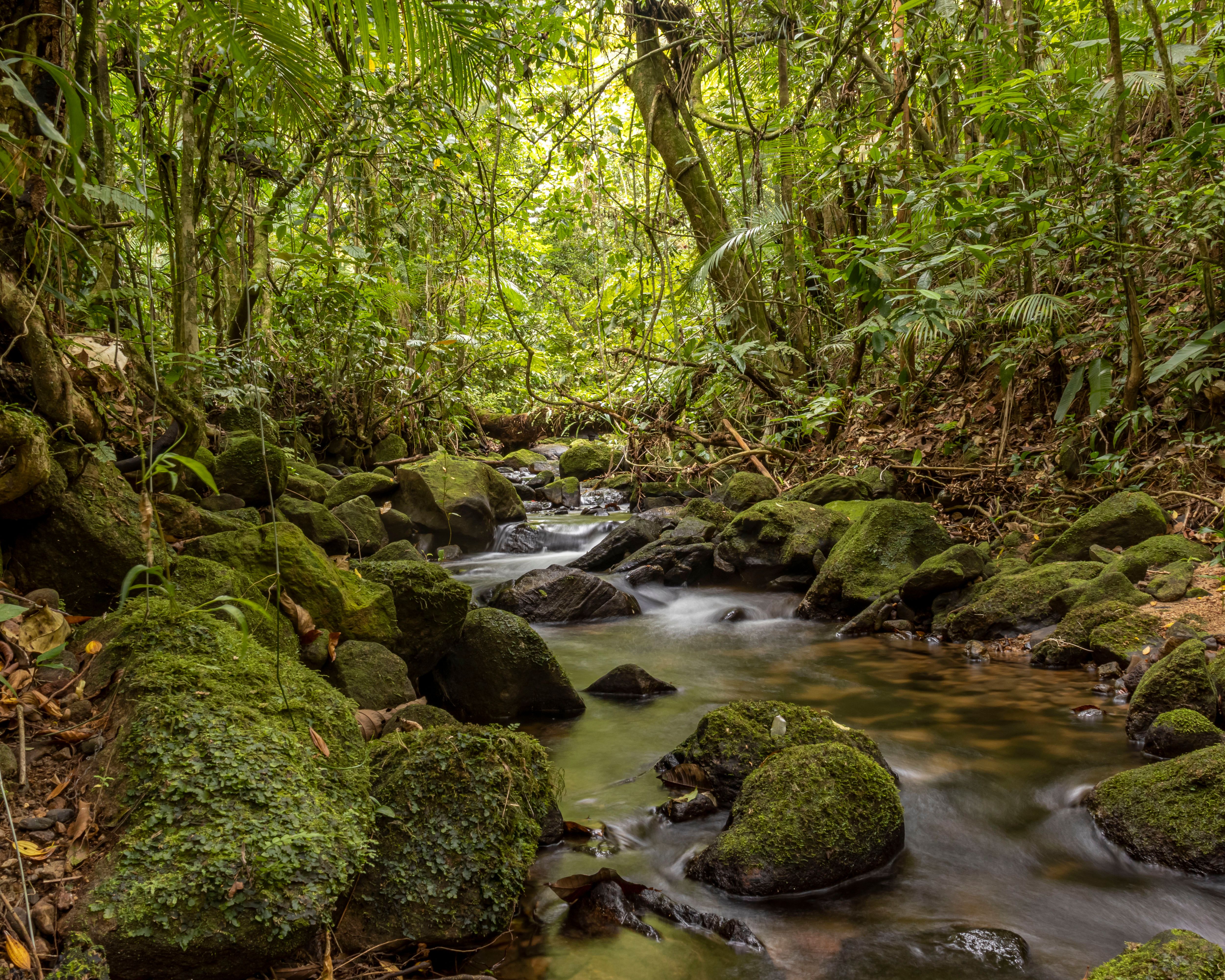 Dense Amazon jungle canopy with winding river waterway flowing through forest