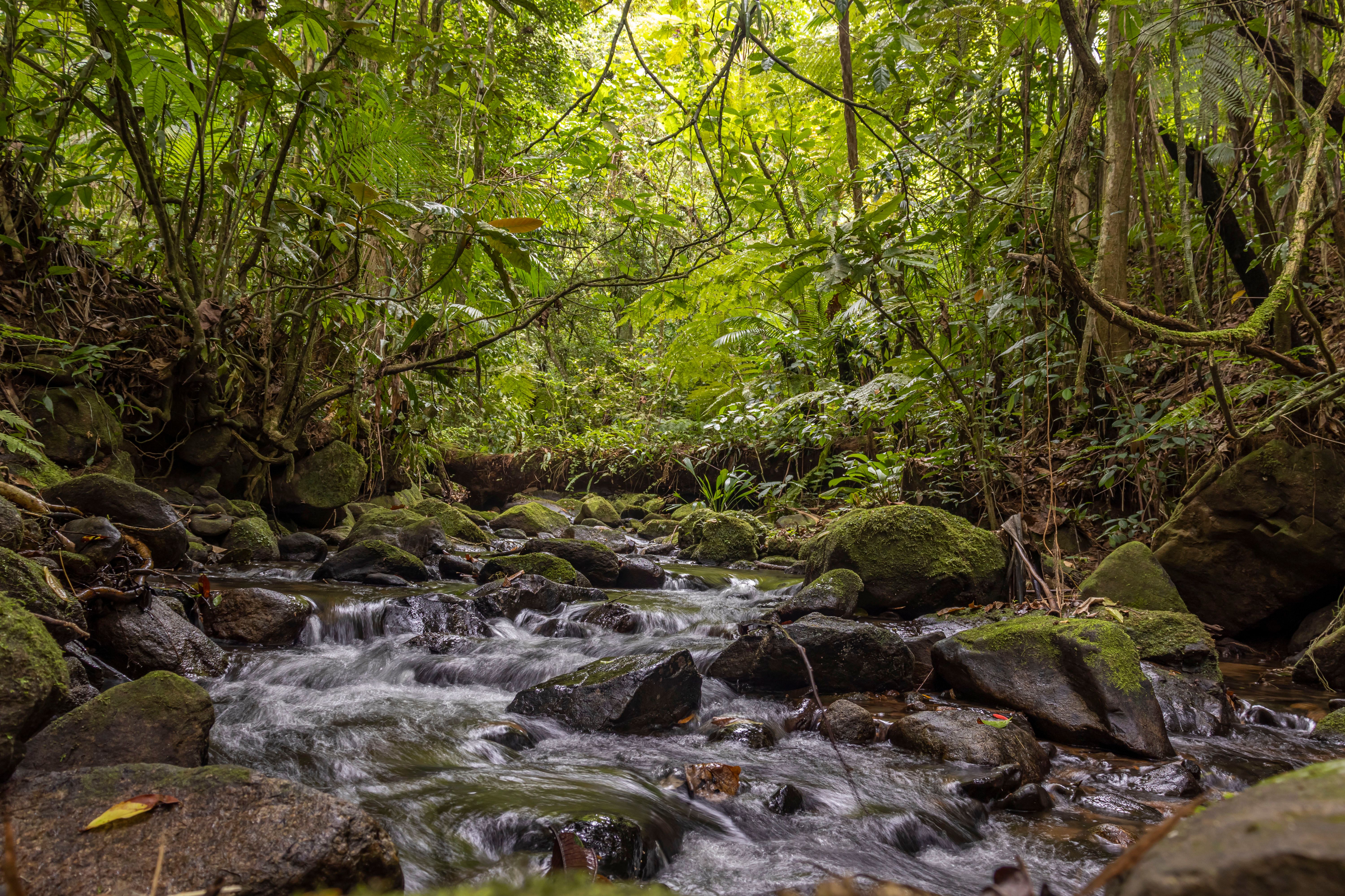 climate resilience ecosystem restoration — Photo by Jefferson Guimarães Santana on Pexels