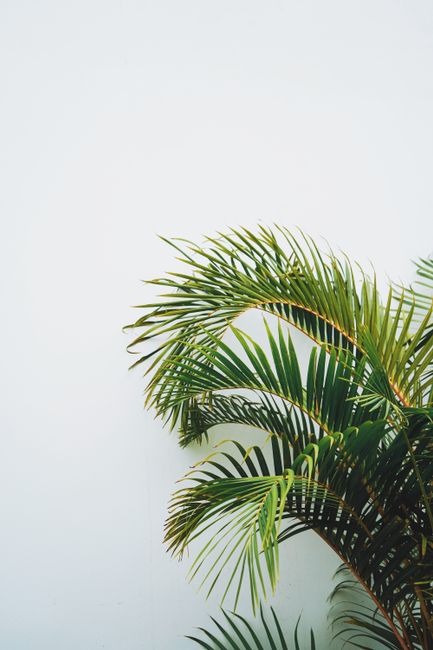 Close-up of vibrant palm leaves against a white background, focusing on nature's simplicity.