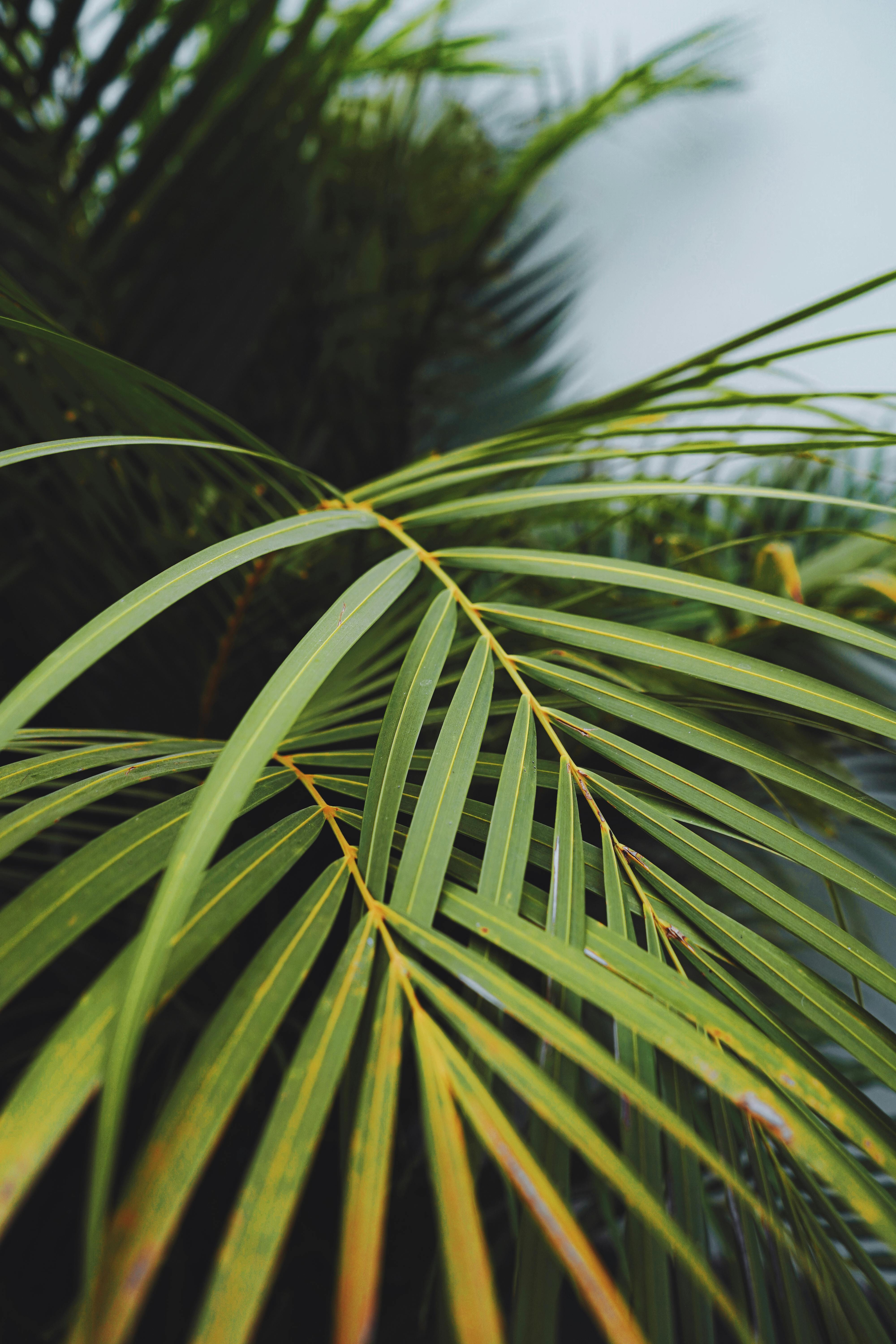 Detailed view of vibrant green palm leaves showcasing nature's beauty.