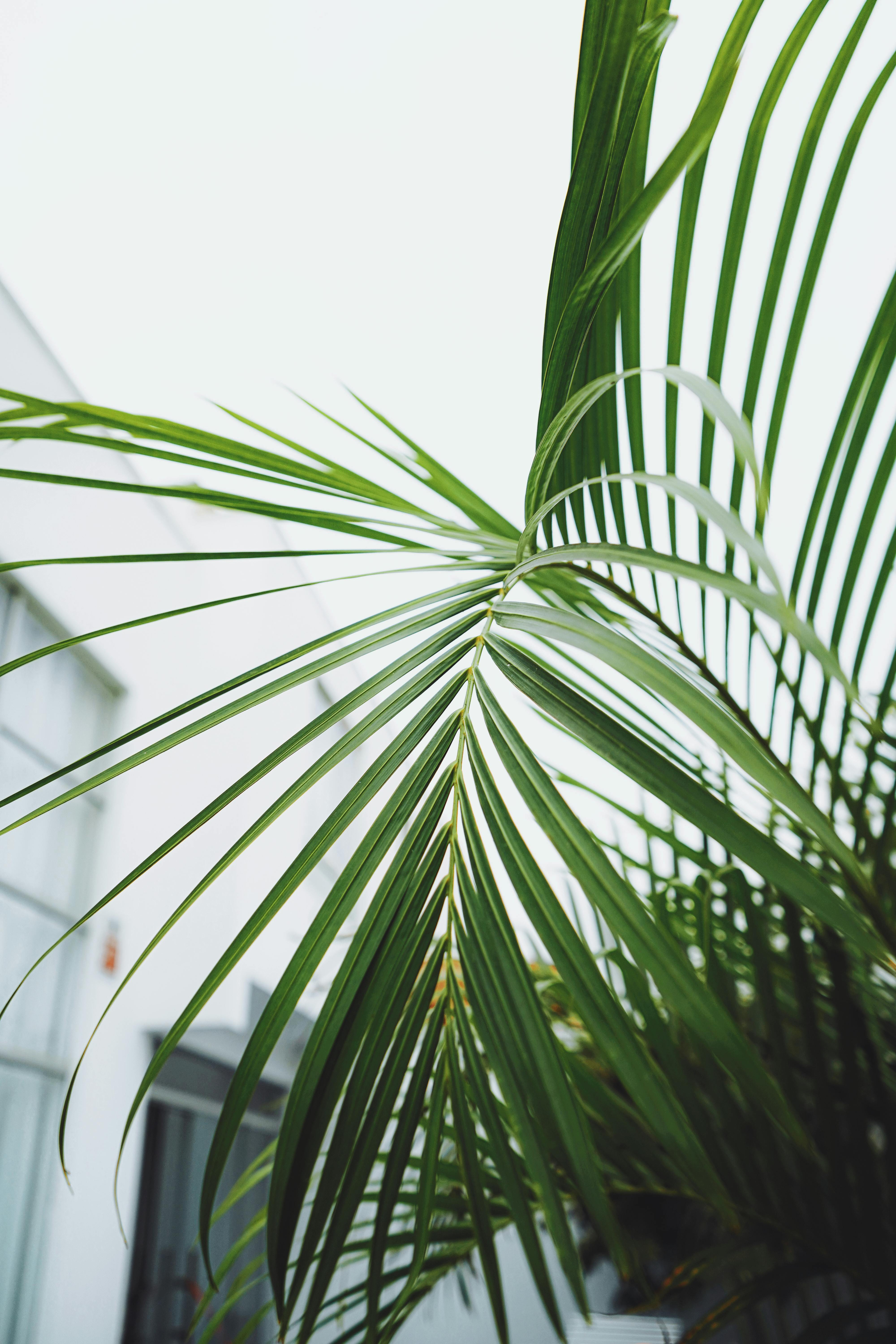 Detailed close-up of lush green palm leaves with building background, capturing nature's beauty.