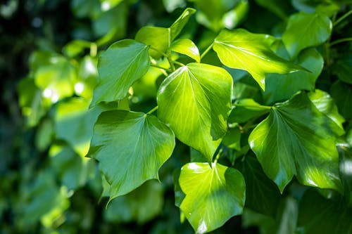 Close up of Green Leaves on Branch