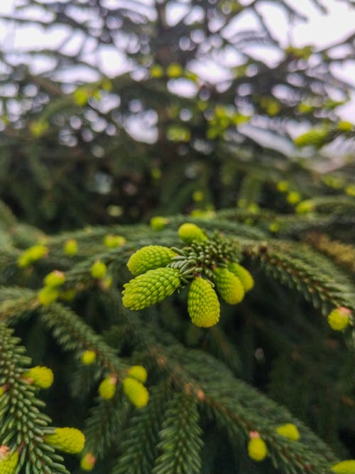 Close up of Green Cones