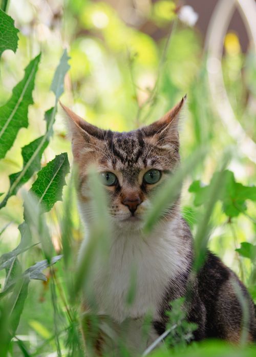 Free Charming tabby cat peeking through lush green leaves, captured in a tranquil outdoor setting. Stock Photo