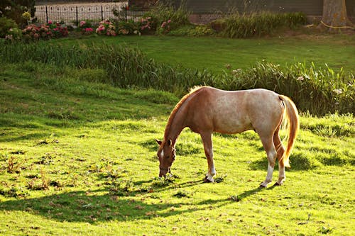 Brown and White Horse Eating Green Grass during Daytime