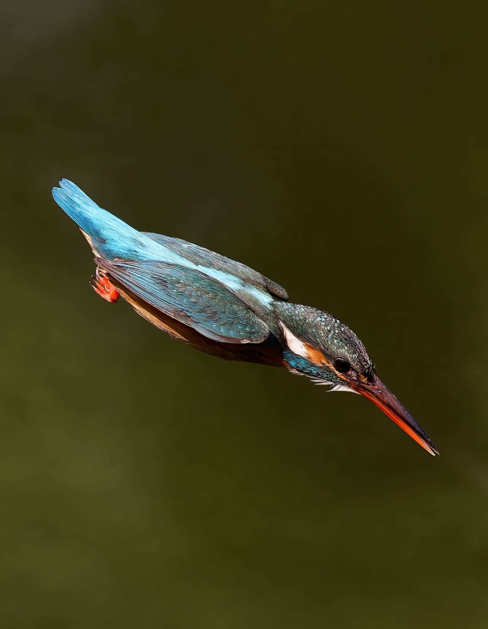 Photo Of Common Kingfisher Flying Above River Free Stock Photo photo-of-common-kingfisher-flying-above-river-free-stock-photo