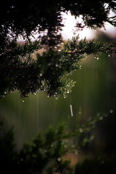 Close-up of evergreen branches with raindrops during rainfall, creating a serene natural scene.