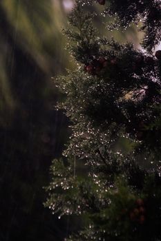 Detailed view of raindrops glistening on an evergreen branch, capturing nature's serenity.